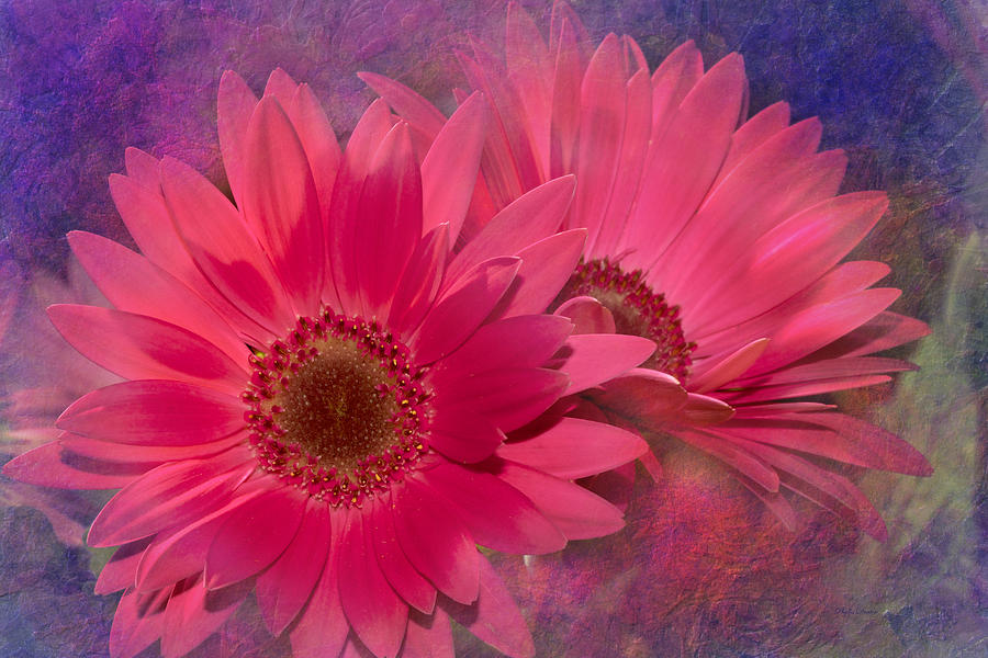 Pink Daisies Abstract Digital Art by Phyllis Denton