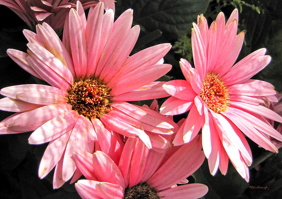 Pink Daisies Photograph by Duane McCullough
