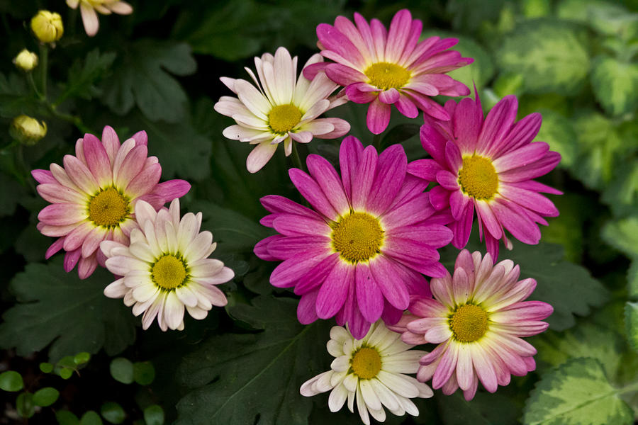 Pink daisies Photograph by Eti Reid
