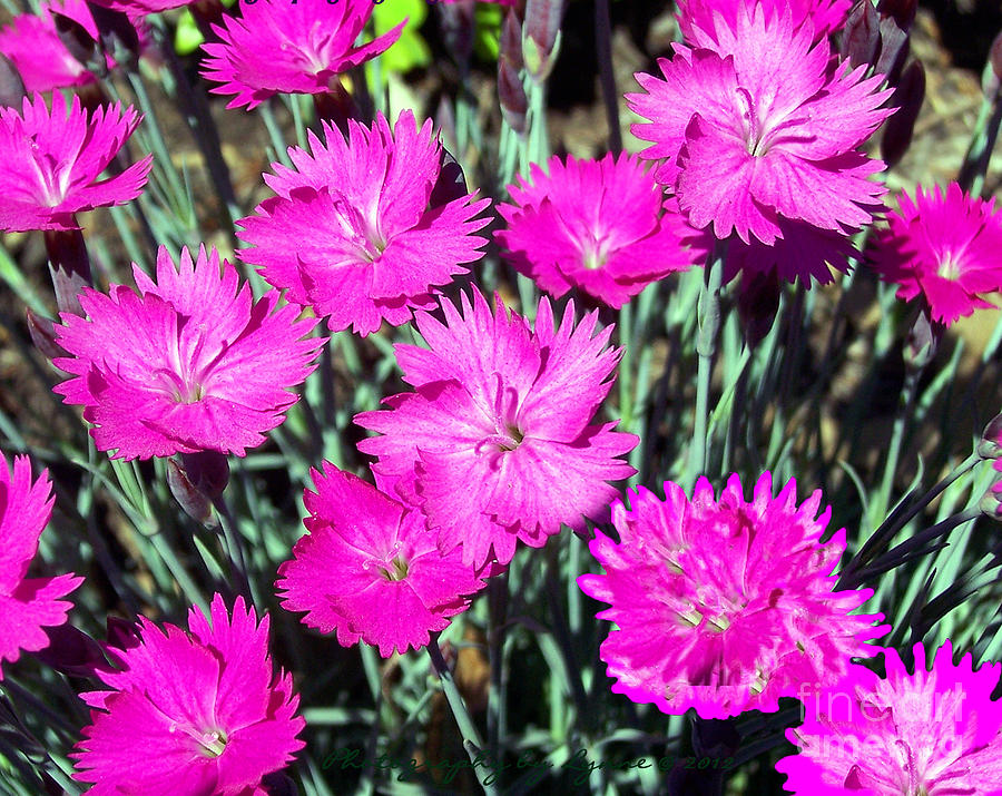 Pink Daisies Photograph