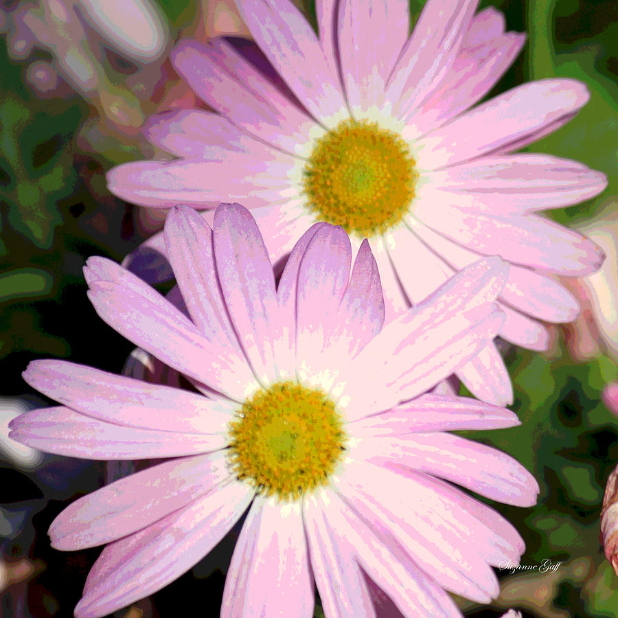 Pink Daisies Photograph by Suzanne Gaff