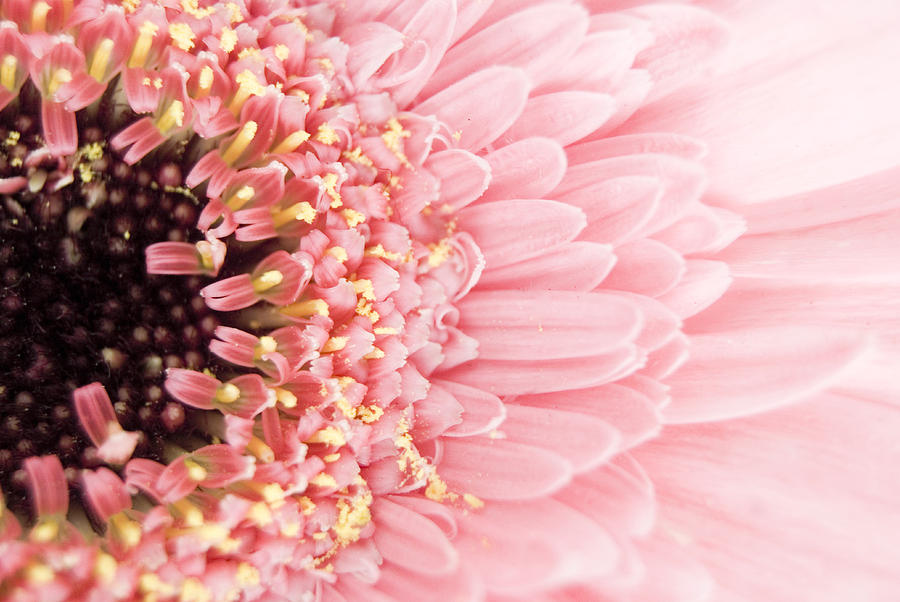 Pink Daisy Photograph by Anna Polishchuk - Fine Art America