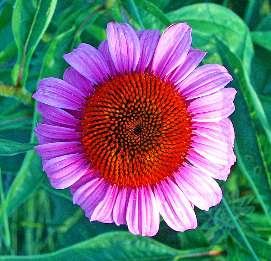 Pink Daisy by Jan Marvin Photograph by Jan Marvin
