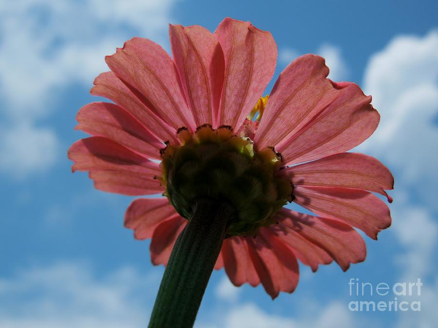 Pink Daisy Photograph by Chad and Stacey Hall