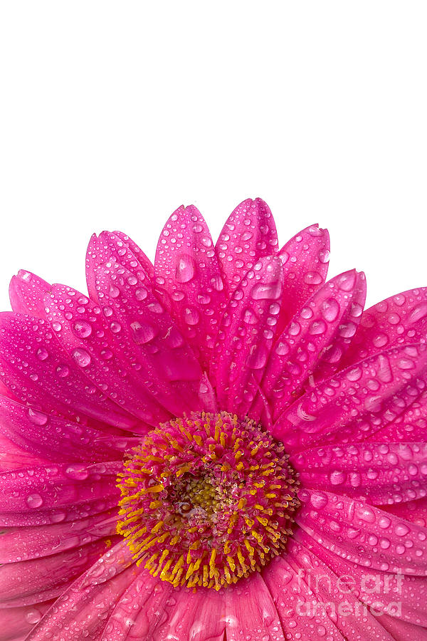 Pink Daisy Photograph by Diane Diederich