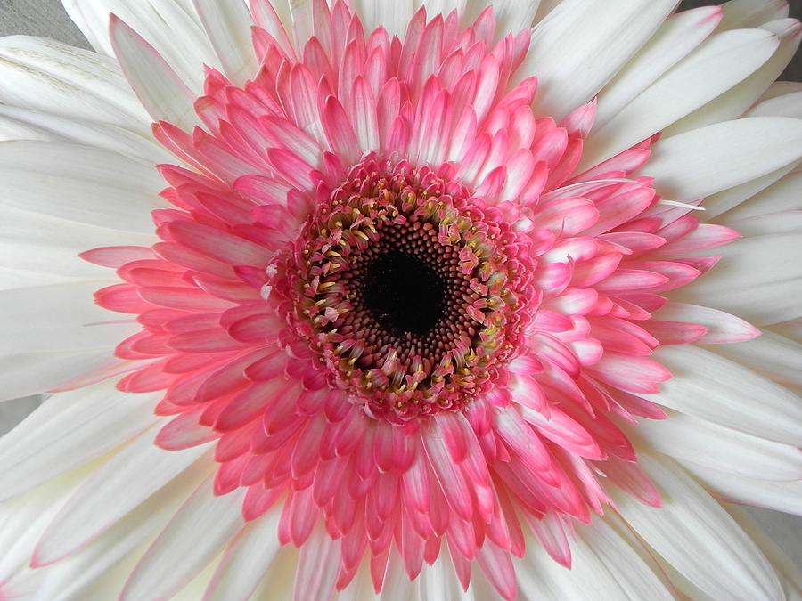 Pink Daisy Flower Digital Art by Diane Lynn Hix