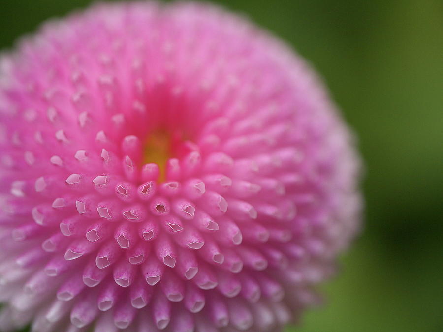 Pink Daisy Flower Photograph by Myu-myu