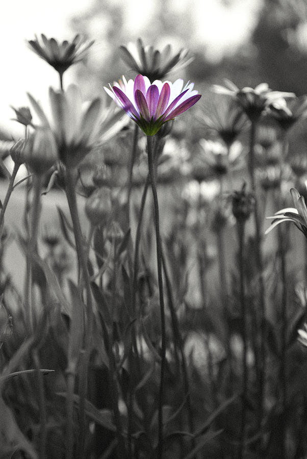 Daisy Photograph - Pink  daisy flower by Sumit Mehndiratta