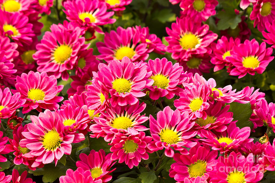 Pink daisy flowers Photograph by Tosporn Preede