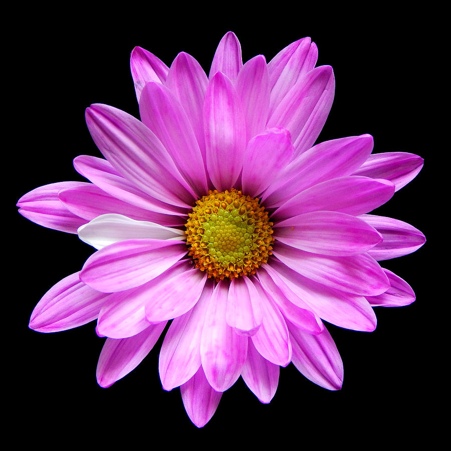 Pink Daisy Still Life Flower Art Poster Photograph by Lily Malor