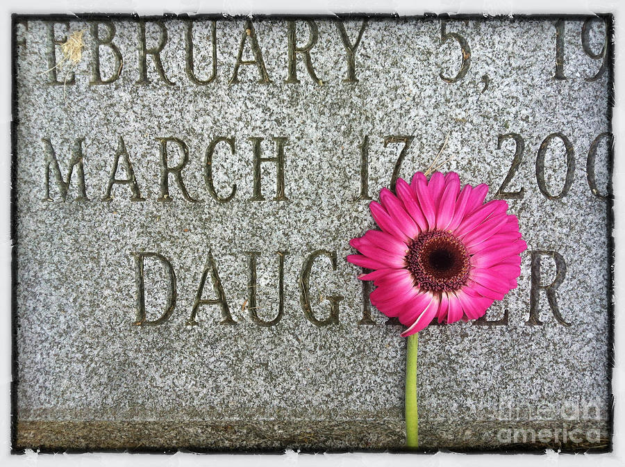 Pink Daisy on Grave for Daughter Photograph by Amy Cicconi