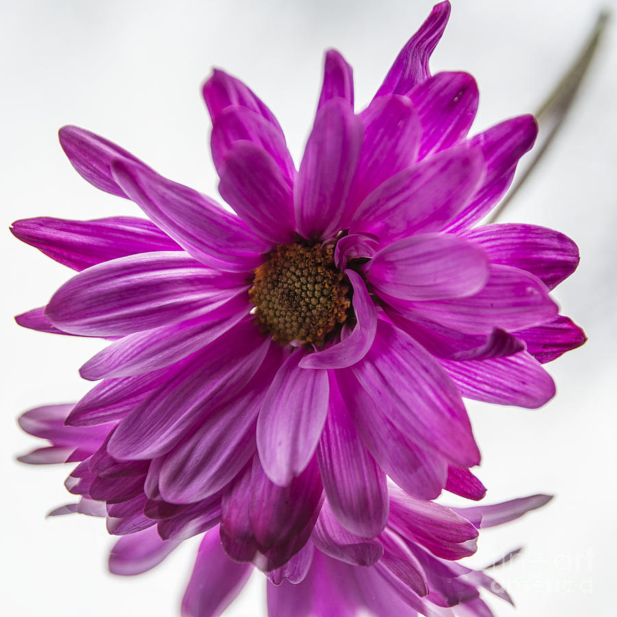 Daisy Photograph - Pink Daisy by Terry Rowe