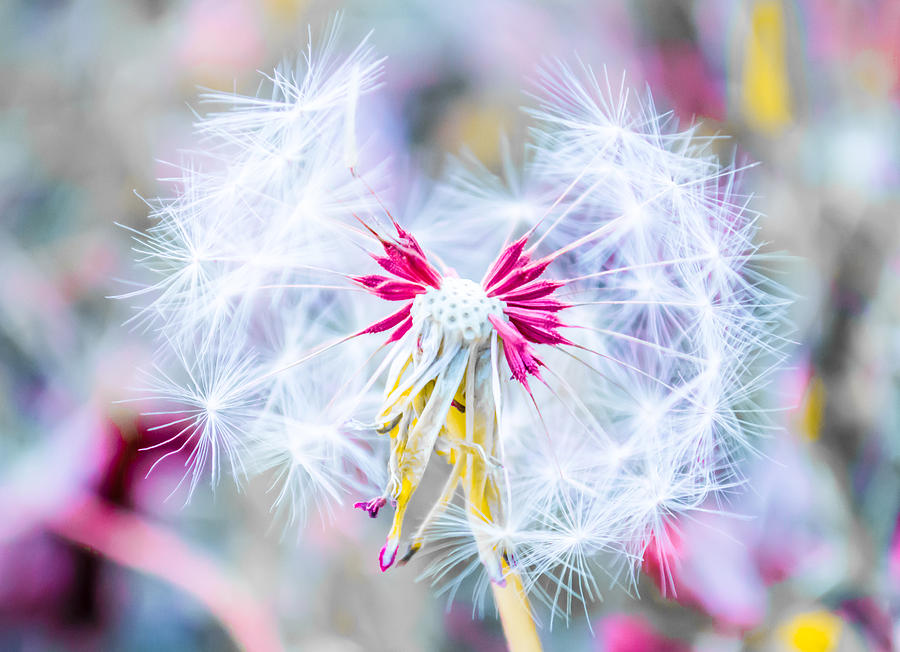 Magic in Pink Photograph by Parker Cunningham