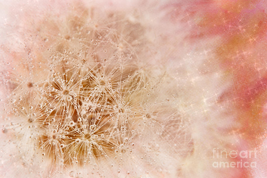 Pink Dandelion Sparkle Photograph by Ann Garrett