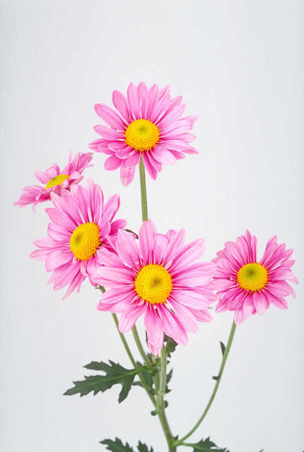Pink Dasies Photograph by Matthew Pace