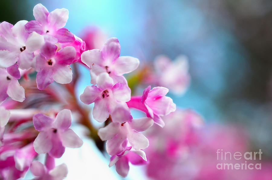 Spring Photograph - Pink Dawn by Sabine Jacobs
