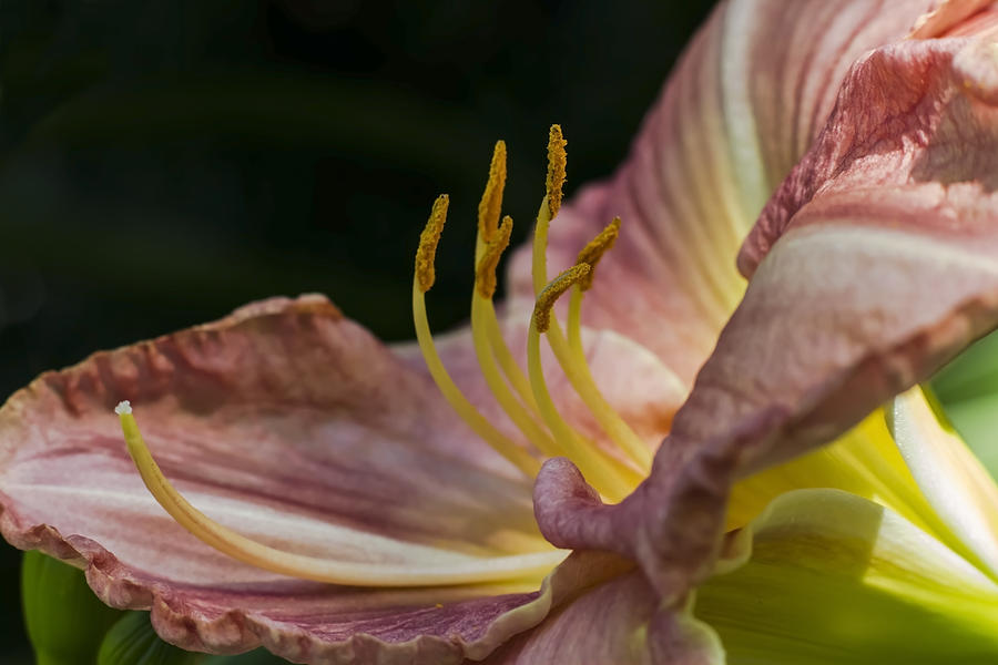 Pink Day Lilly Side View Photograph by Sven Brogren