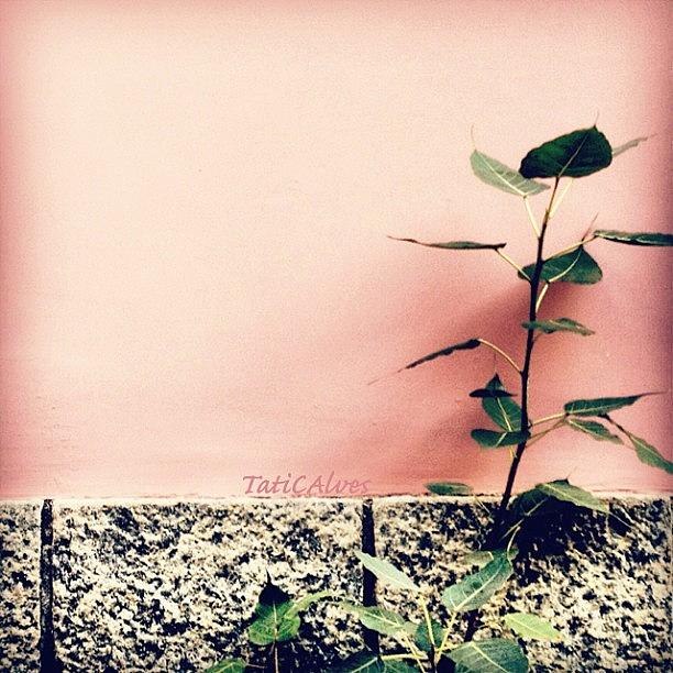 Pink Day Photograph by Tatiana Alves