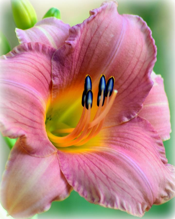 Pink Daylily in May 1 Photograph by Sheri McLeroy