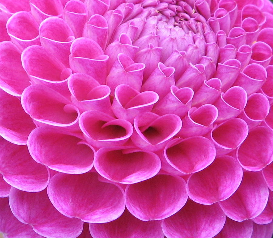 Decor Photograph - Pink Delight by Brian Chase Decor Photograph - Pink Delight by Brian Chase