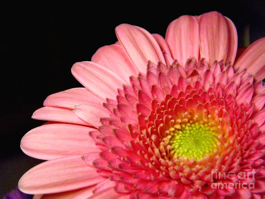 Pink Delight Photograph by Deb Schense