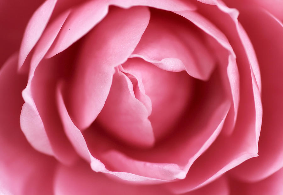 Pink Dhalia Close Up Photograph by Donatella Tandelli - Fine Art America