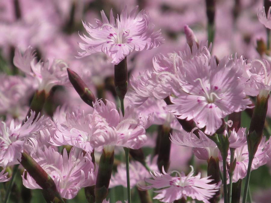 Pink Dianthus Photograph by Alfred Ng