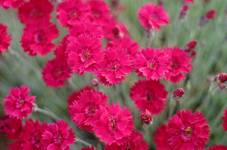 Pink Dianthus Flowers Photograph by Suzanne Powers