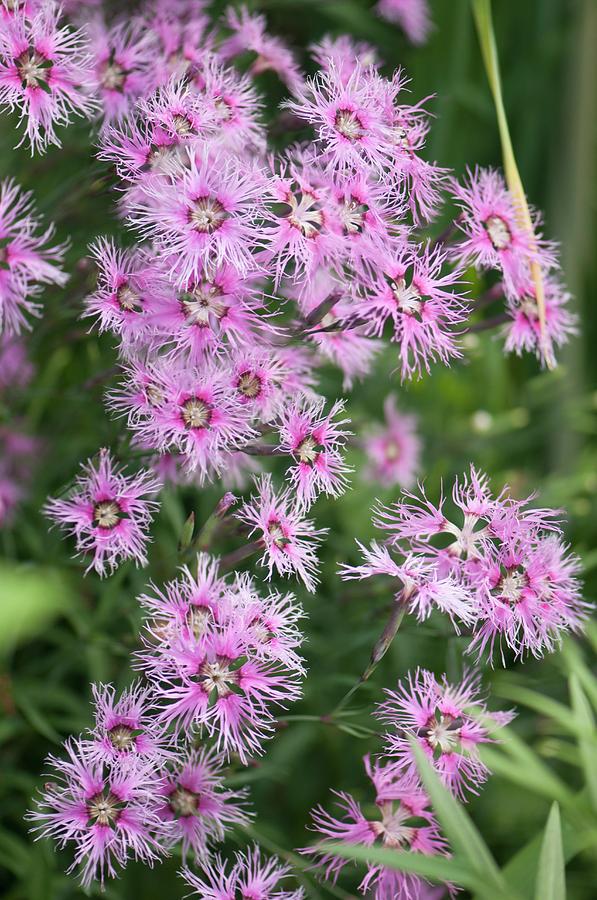 Dianthus Plumarius