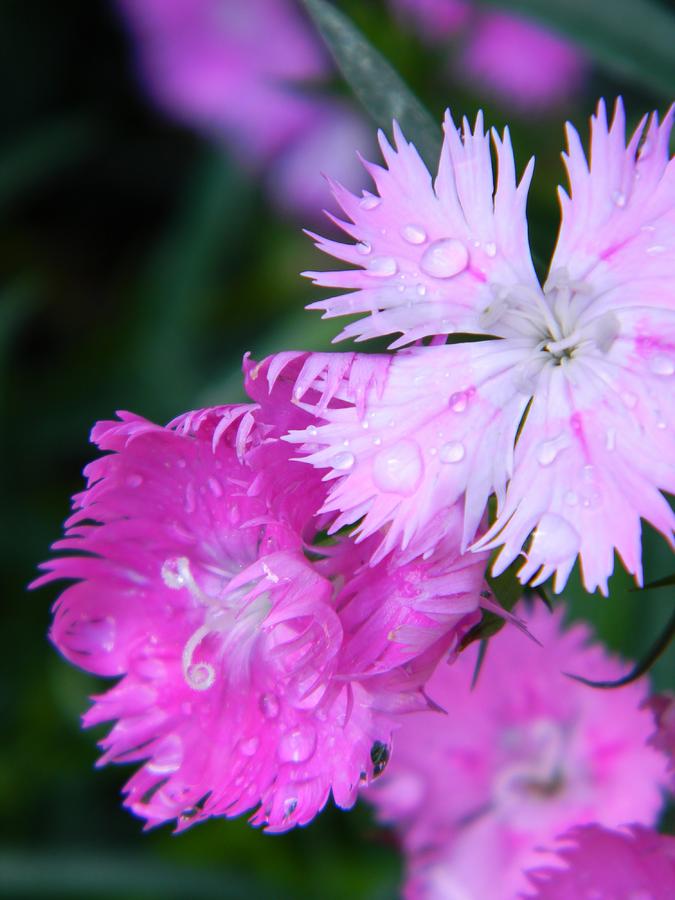 Flower Photograph - Pink Dianthus with Raindrops by Warren Thompson