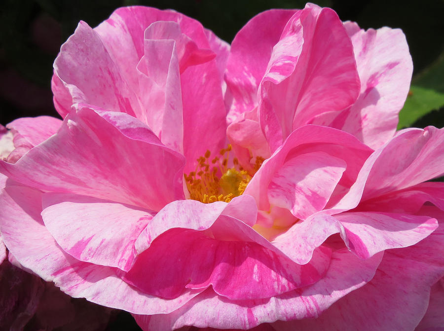 Pink Dogrose Photograph by John Topman