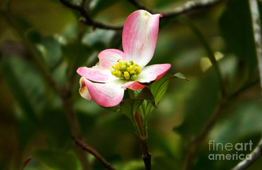 Pink dogwood 2 Photograph by Andrea Anderegg
