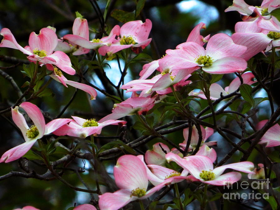 Pink dogwood Photograph by Andrea Anderegg