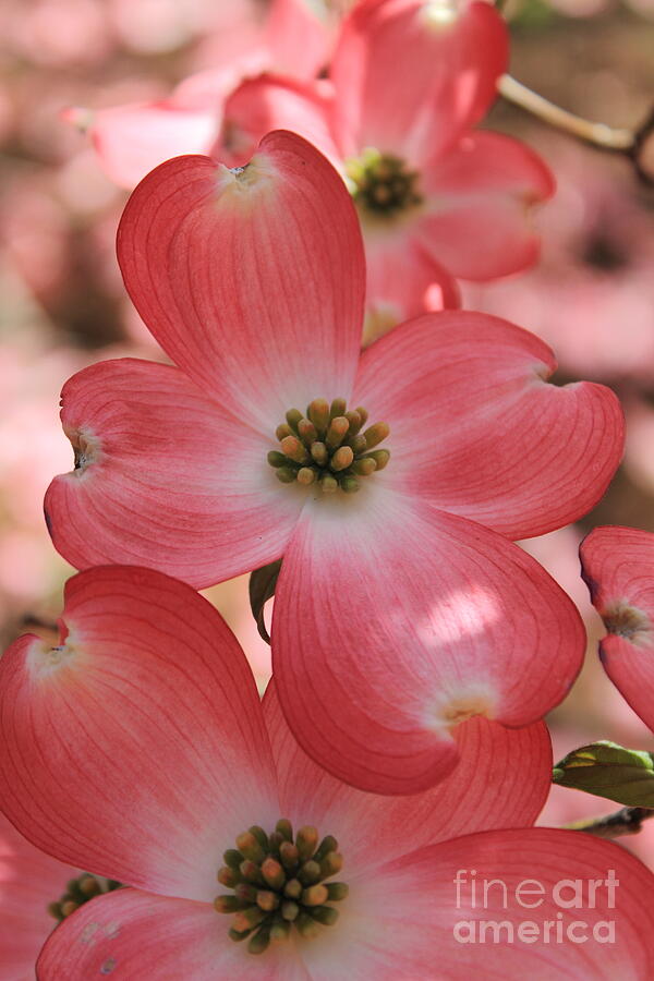 Pink Dogwood At Easter 2 Photograph by Reid Callaway
