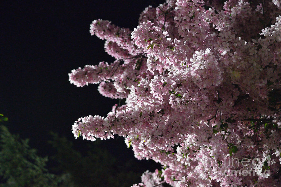 Pink Dogwood At Night Photograph by Alys Caviness-Gober