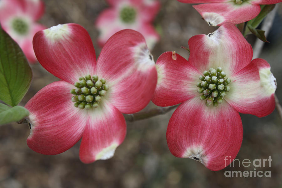 Pink Dogwood blooms Photograph by Connie Mueller - Fine Art America