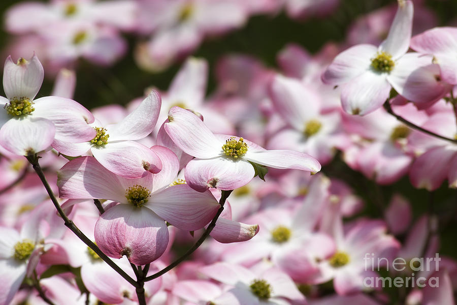 Pink Dogwood Blooms Photograph by Jill Lang