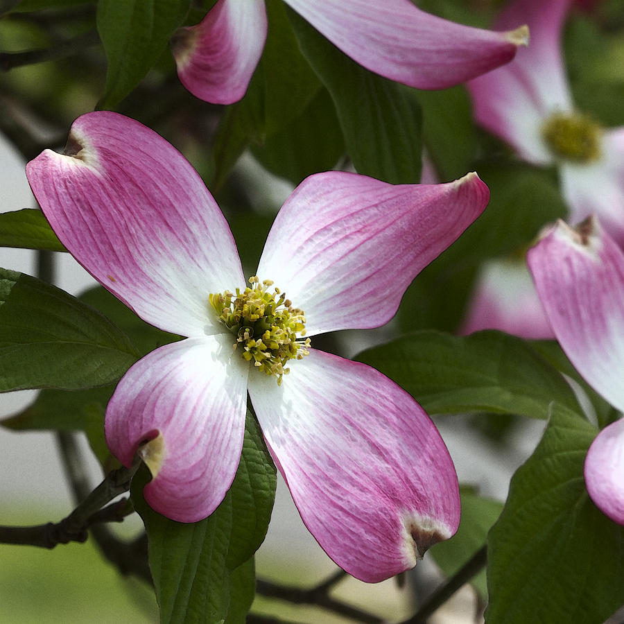 Pink Dogwood Blossom Up Close Photograph by Kathy Clark | Fine Art America