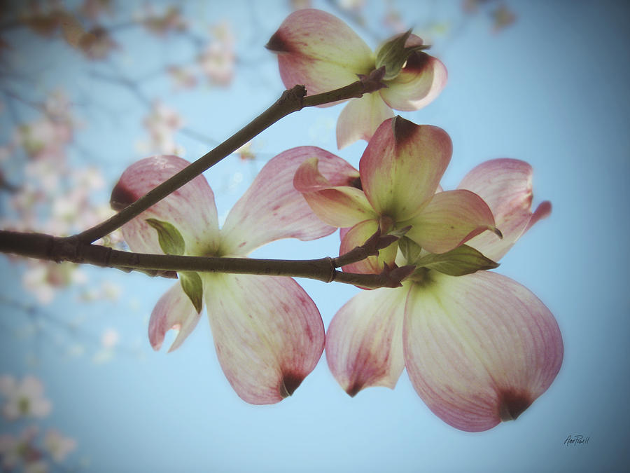 Pink Dogwood Blossoms Photograph by Ann Powell