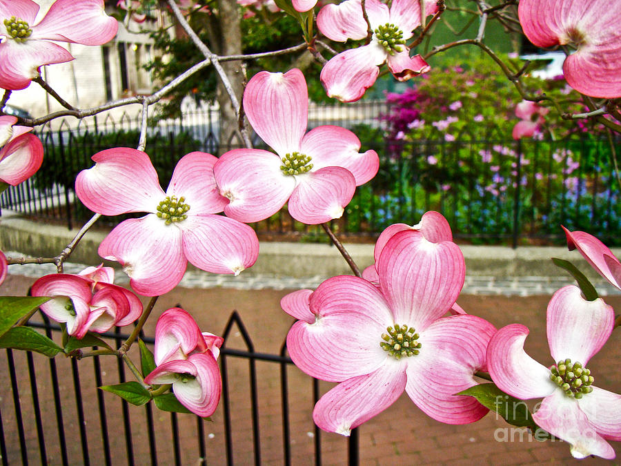 Pink Dogwood Blossoms - Fitler Square - Philadelphia PA Photograph by Carol Senske