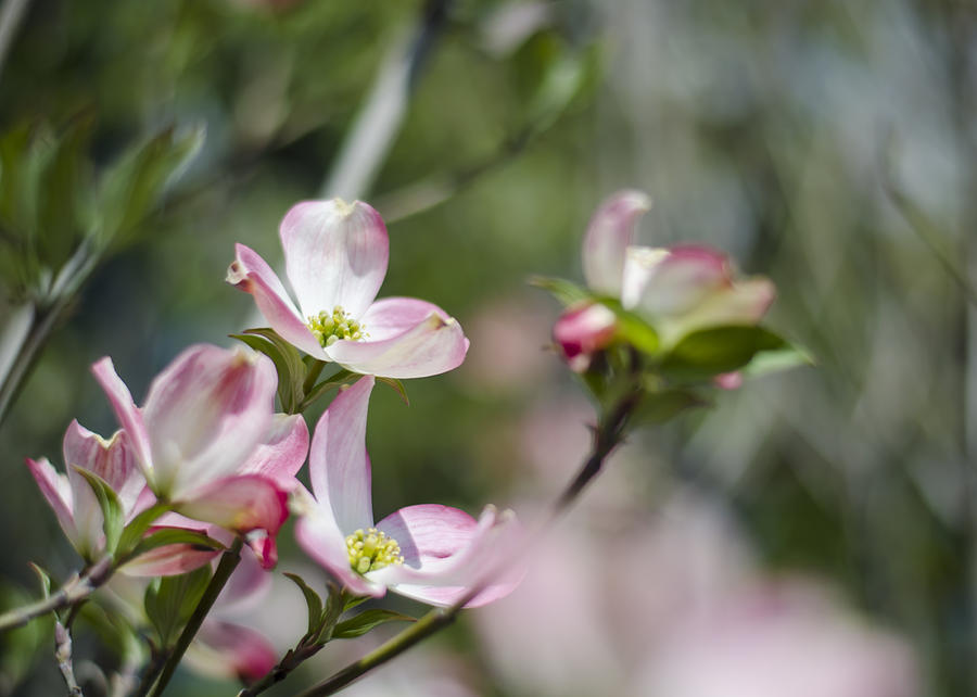 Pink Dogwood Blossoms Photograph by Heather Applegate