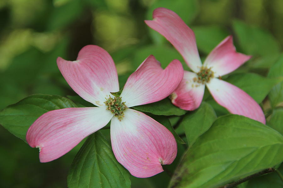 Pink Dogwood Blossoms Photograph by Janet Greer Sammons