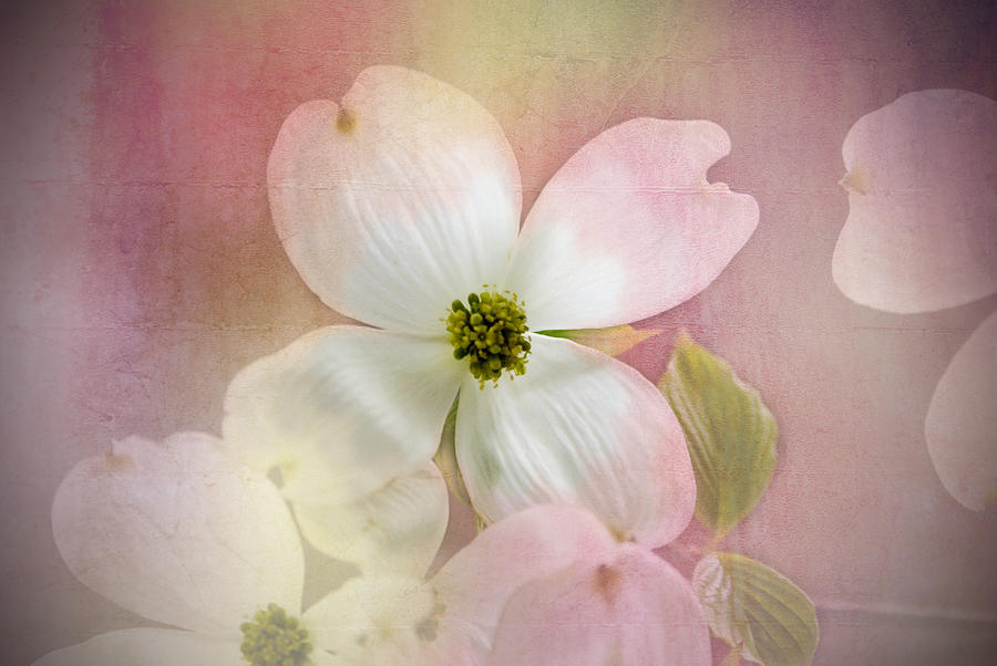 Pink Dogwood Blossoms Photograph by Mary Timman