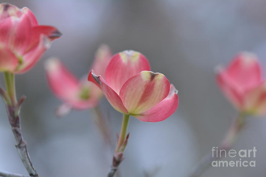 Pink Dogwood Blossoms Series Photo D Photograph by Barb Dalton