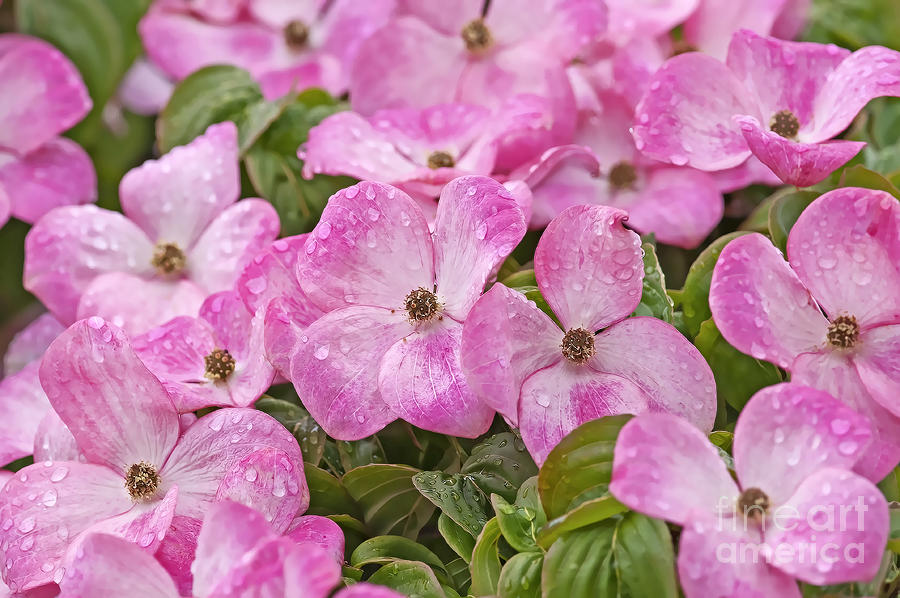 Pink Dogwood Blossoms with Raindrops Photograph by Sharon Talson