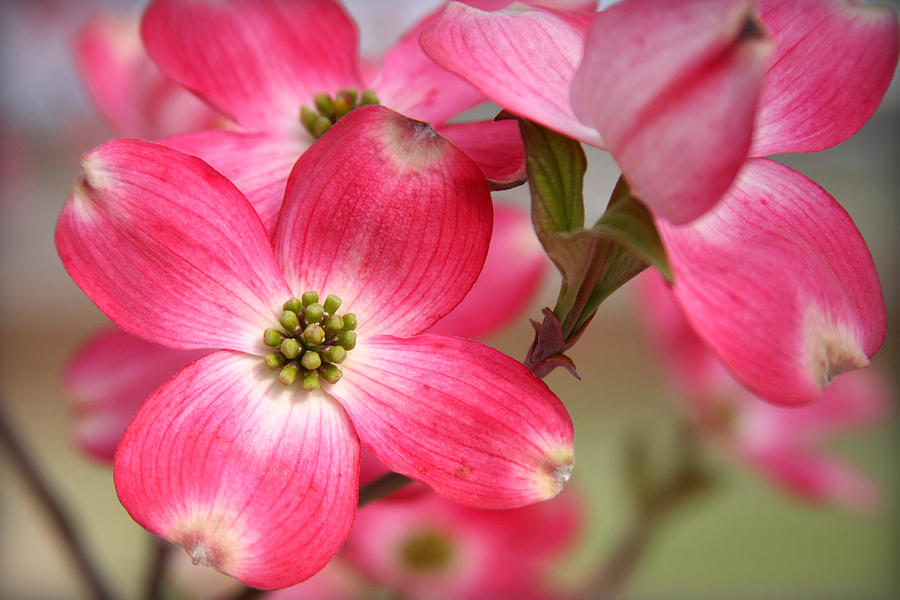Pink Dogwood Photograph by CarolLMiller Photography