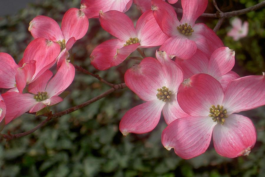 Pink Dogwood Delight Photograph by Carolyn Jacob