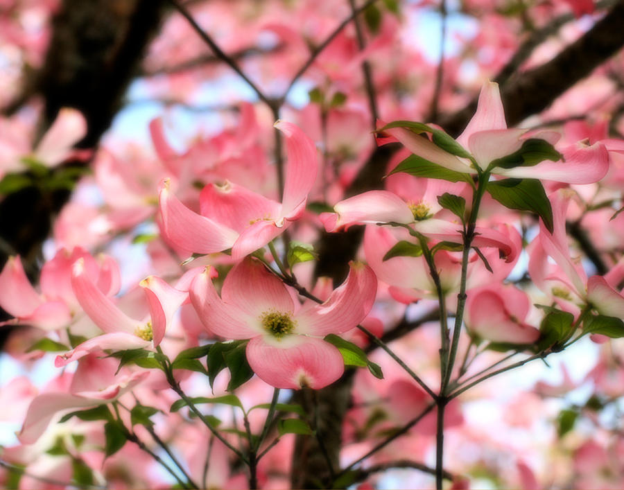Pink Dogwood Photograph by Denise Beverly