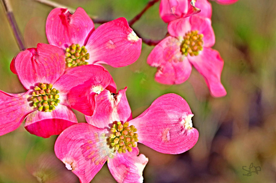 Pink Dogwood Flowers Photograph by Sharon Popek