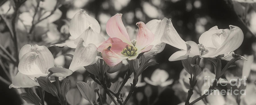 Pink Dogwood In Partial Color Photograph by Smilin Eyes Treasures